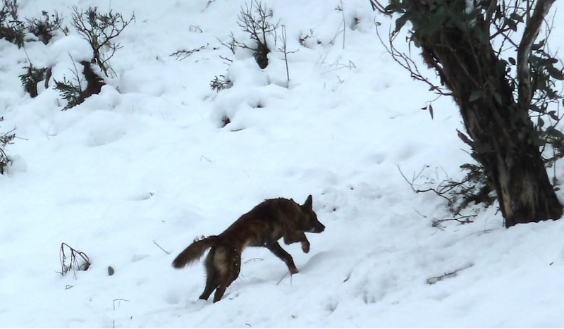 dingo gingera higgins apr 2015