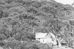 &#169; Peter Arriens Photography. Old O'Keefe Hut nestled in the snowgums, possibly 1980's