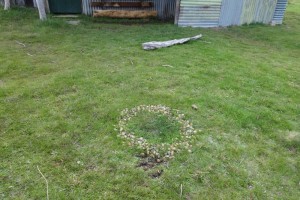 The Fairy Circle (only because we do not know what else to call it!) - &#169; Narelle Irvine, October 2014