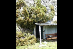 A tree falls on the hut - &#169; Jane Wheaton, December 2010